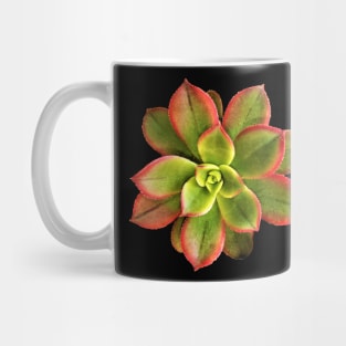 Aeonium Kiwi Mug